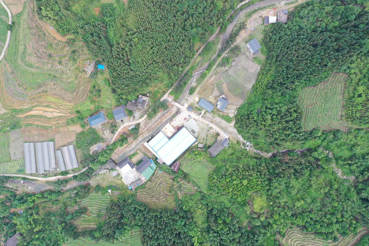 人参根